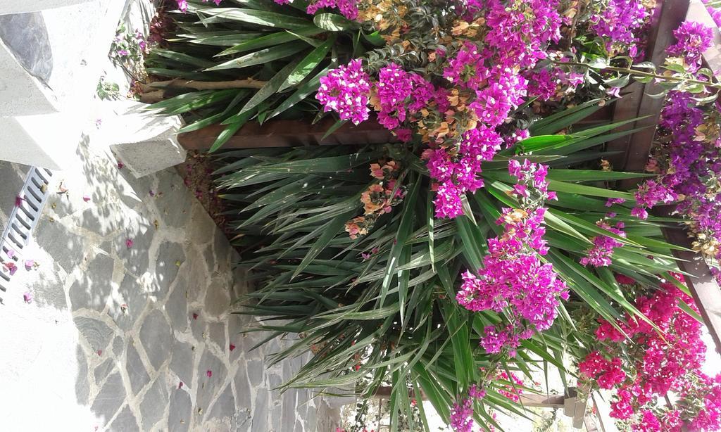 Casapancho 1 Y 2 - - - Tenerife Holiday home *